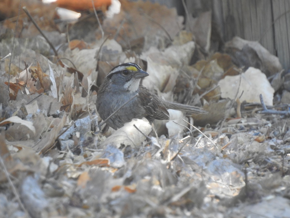 White-throated Sparrow - Spencer Follett