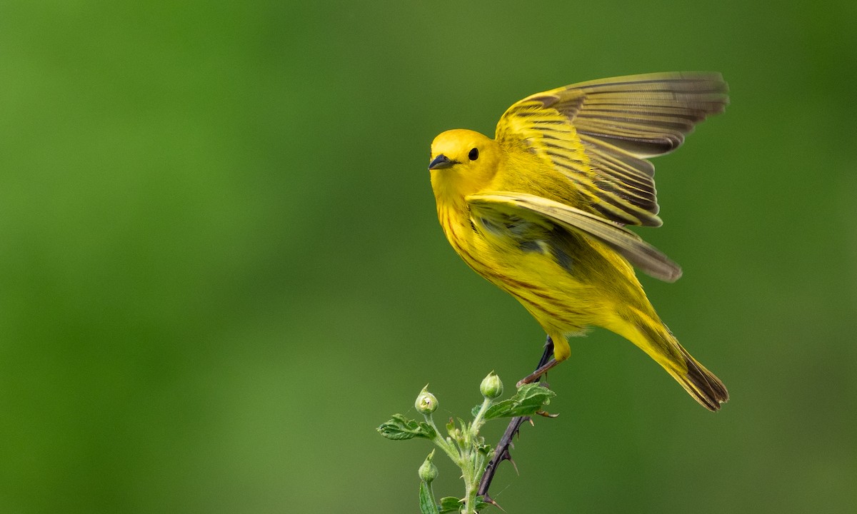 Yellow Warbler - Brad Heath