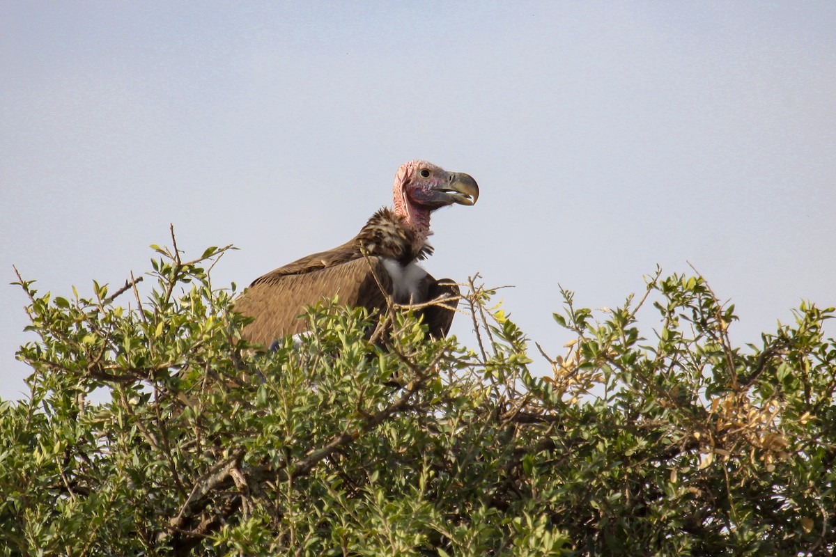 Lappet-faced Vulture - ML100363611