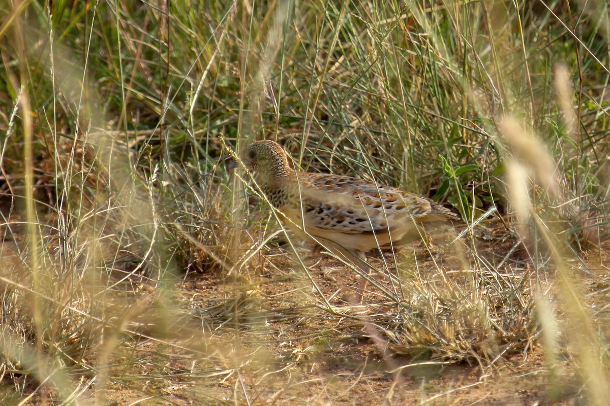 Small Buttonquail - Tommy Pedersen