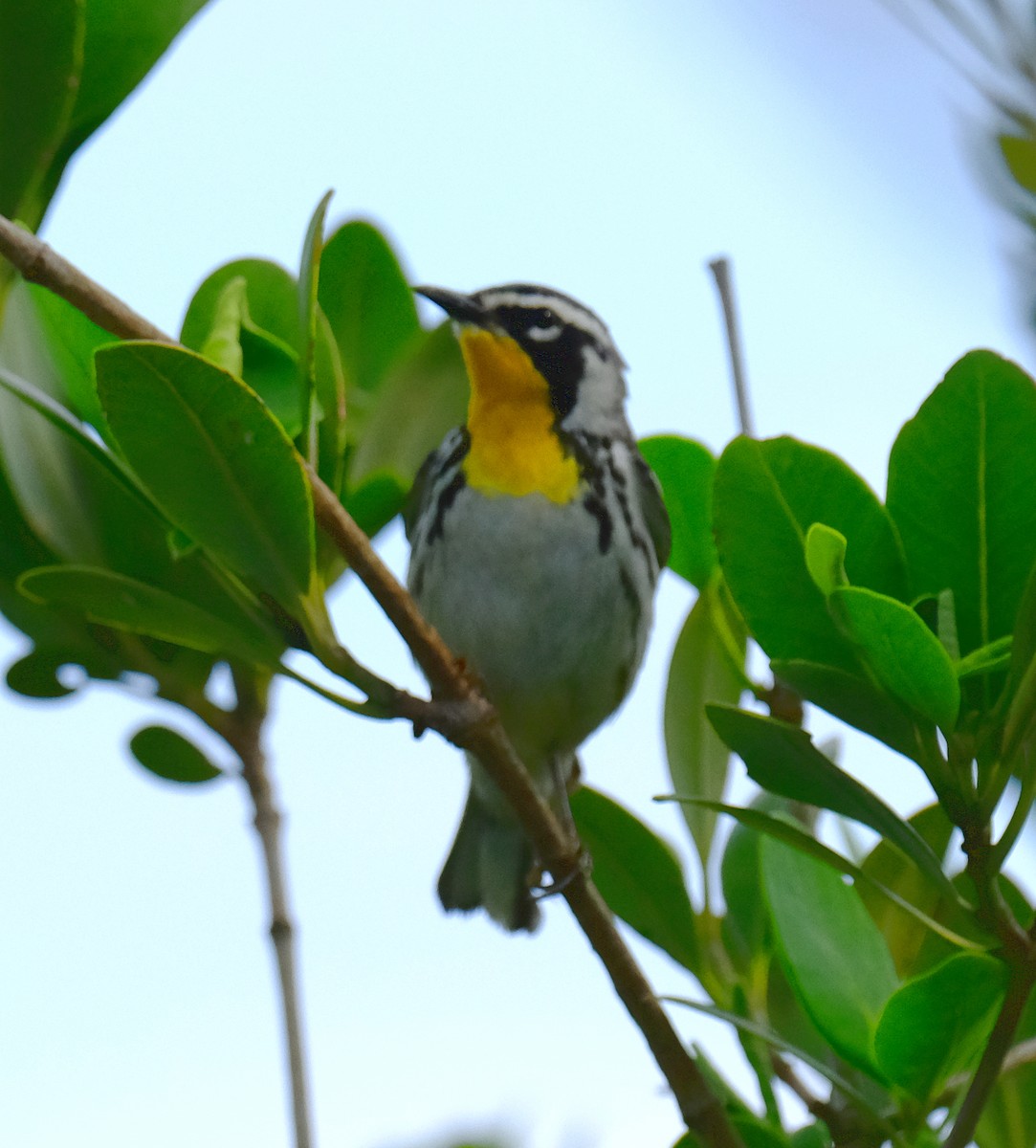 Yellow-throated Warbler - David Zittin