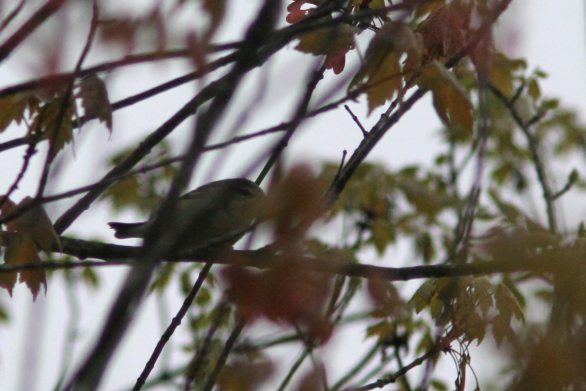 Tennessee Warbler - Larry Therrien