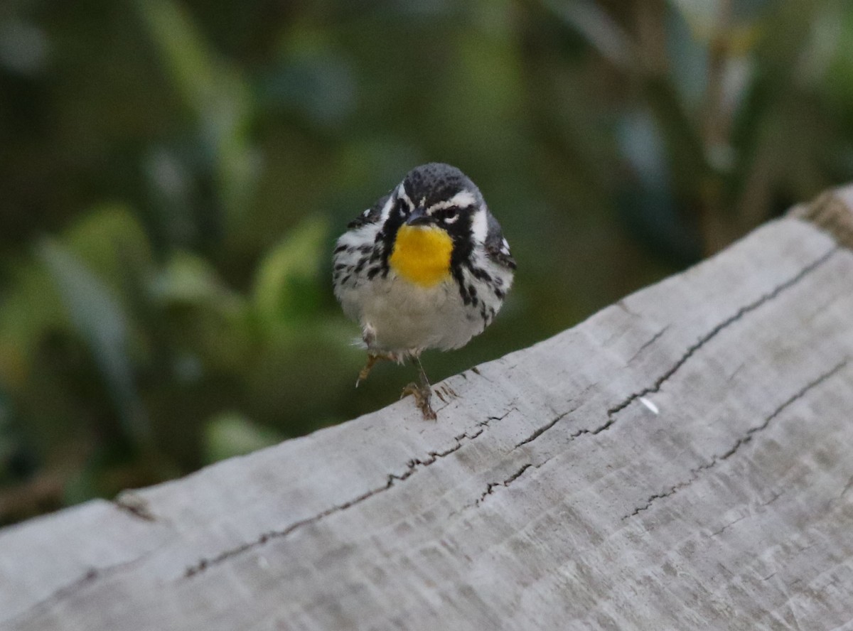 Yellow-throated Warbler - Tom Forwood JR