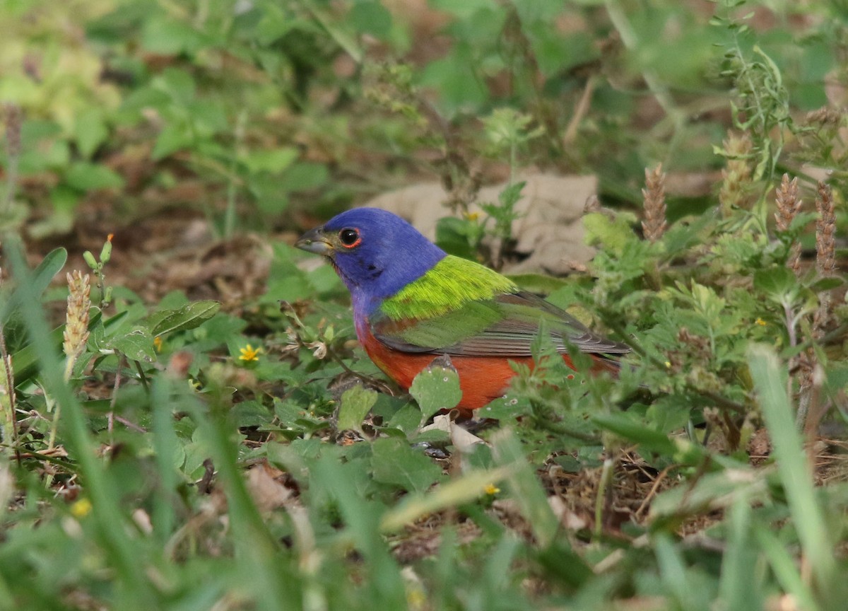 Painted Bunting - Tom Forwood JR