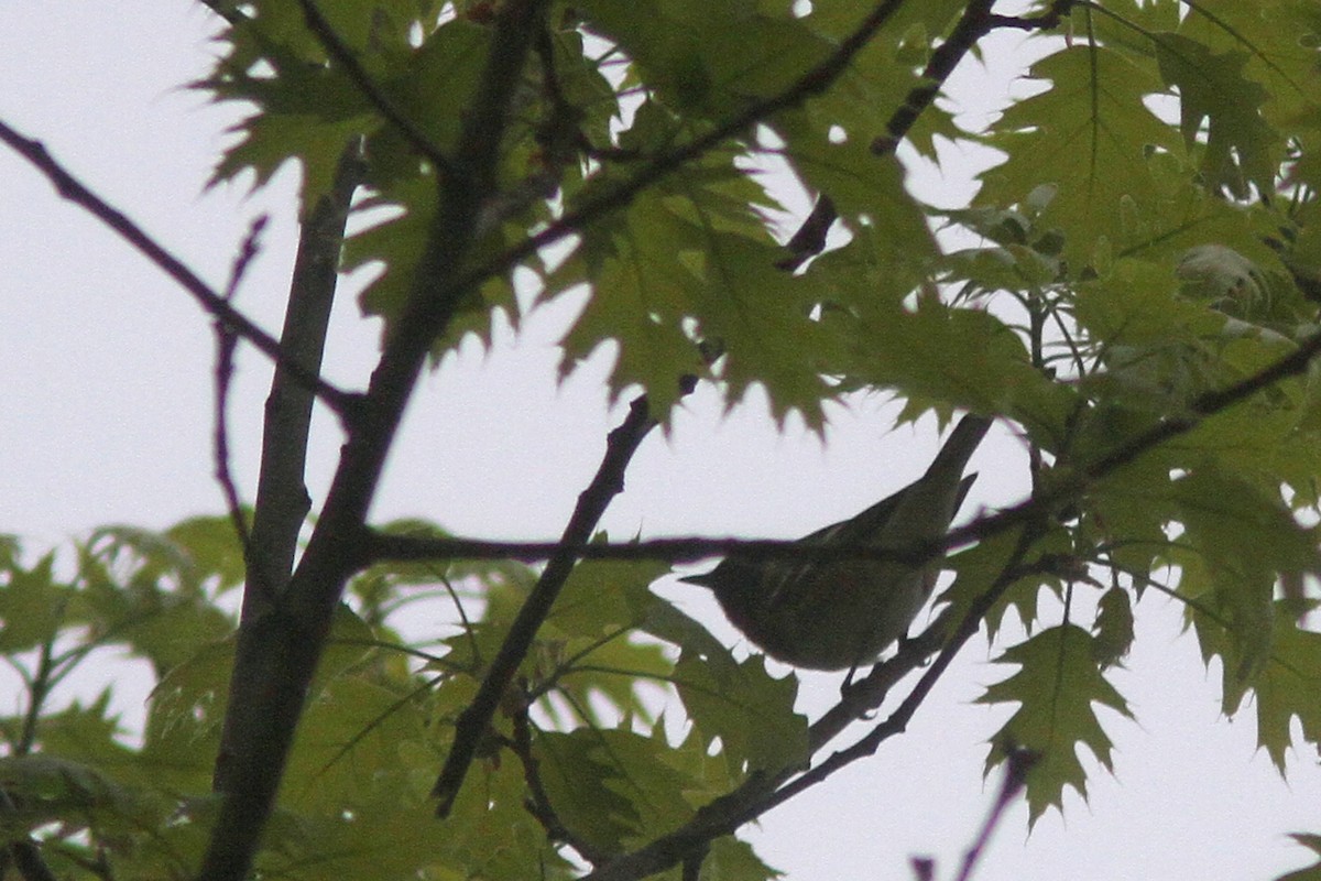 Bay-breasted Warbler - Larry Therrien