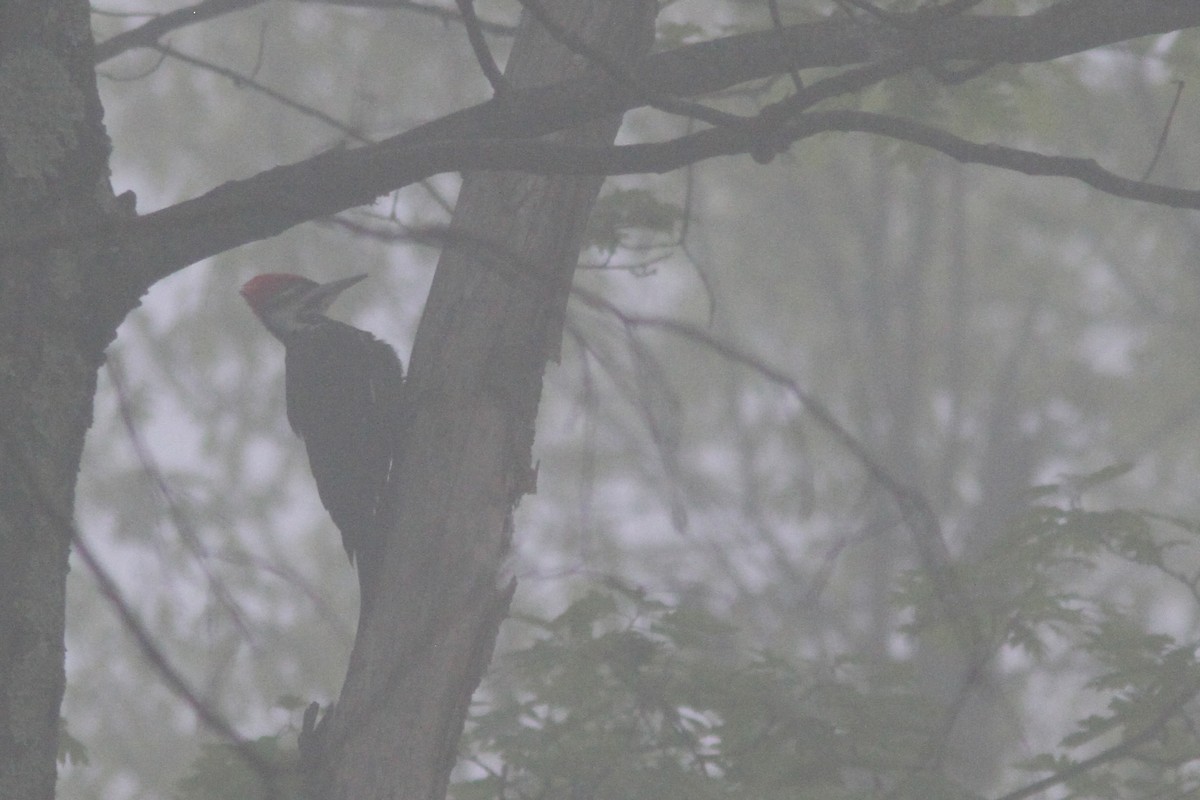 Pileated Woodpecker - Larry Therrien