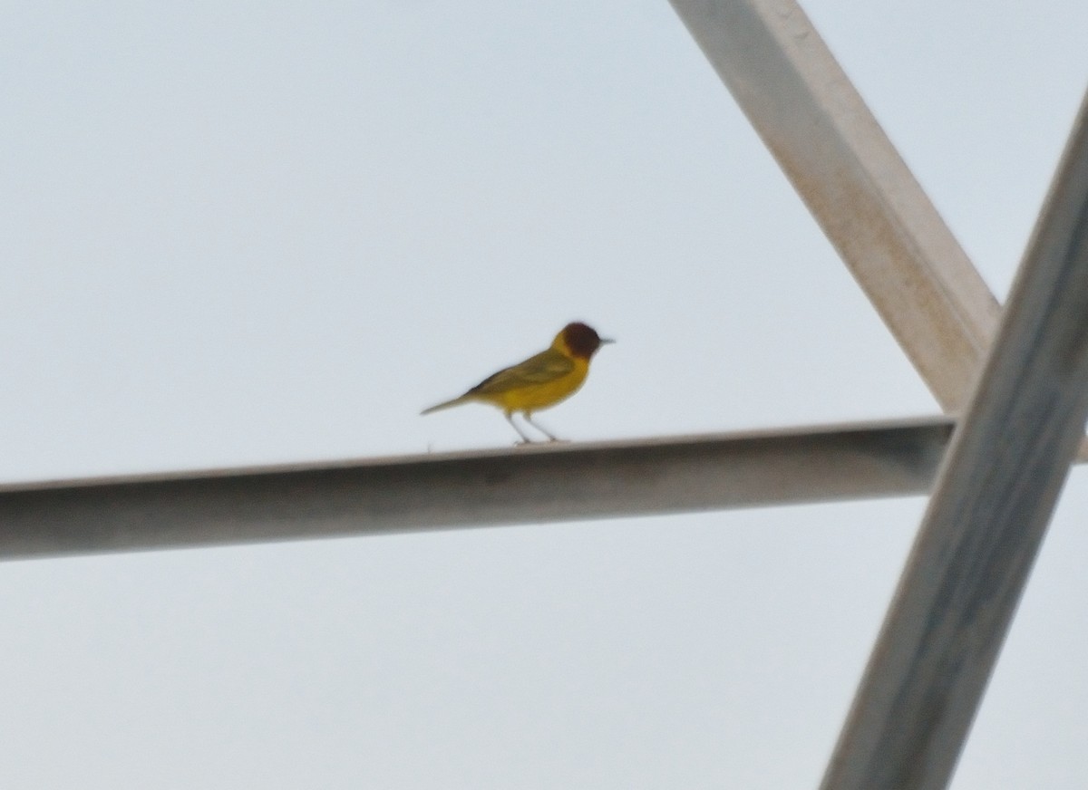 Yellow Warbler (Mangrove) - ML100371881