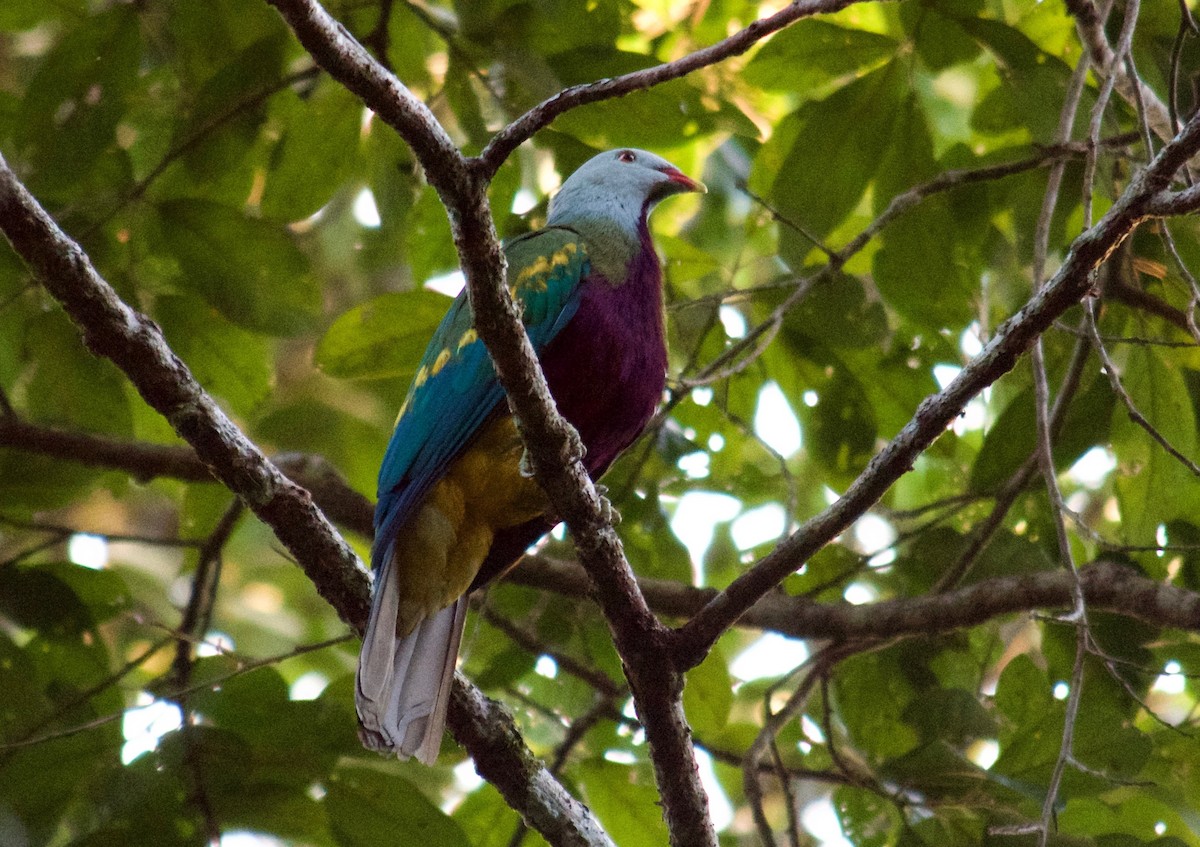 Wompoo Fruit-Dove - Will Knowlton