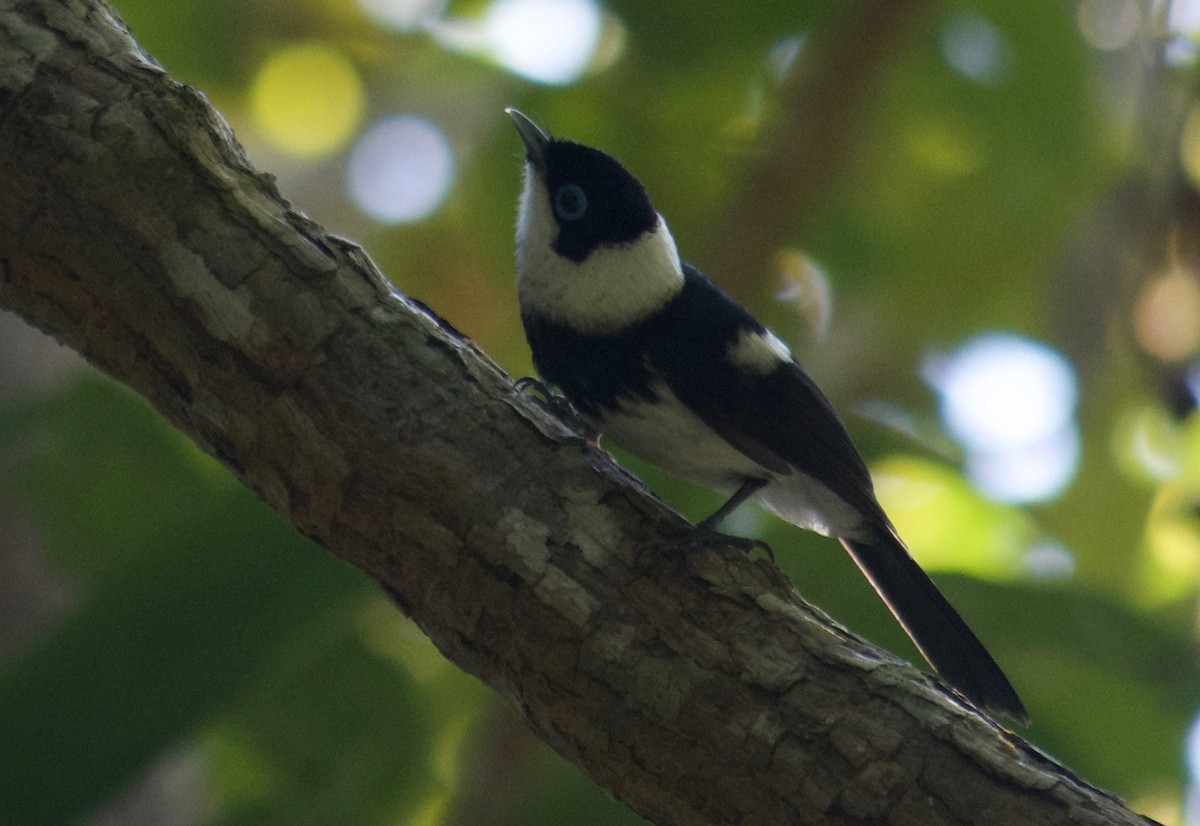 Pied Monarch - Will Knowlton