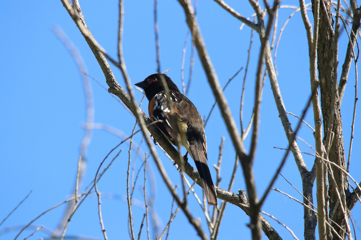 Spotted Towhee - ML100372731