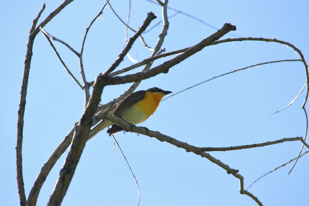 Yellow-breasted Chat - ML100372981