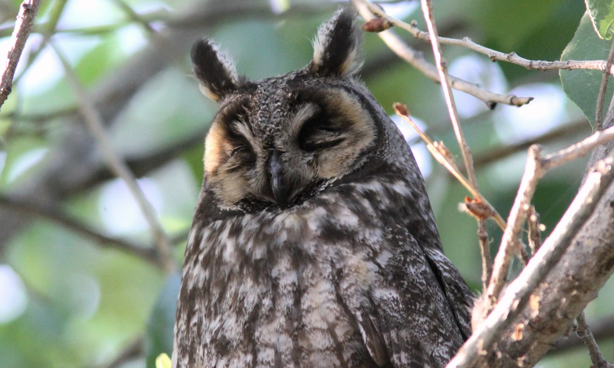 Long-eared Owl - Sean Fitzgerald