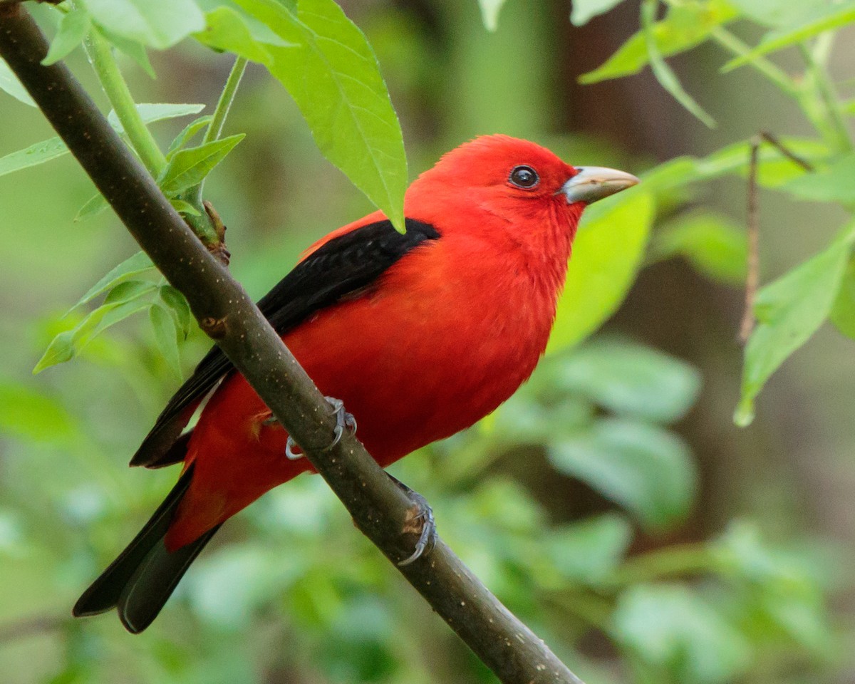 Scarlet Tanager - Jeff Stacey