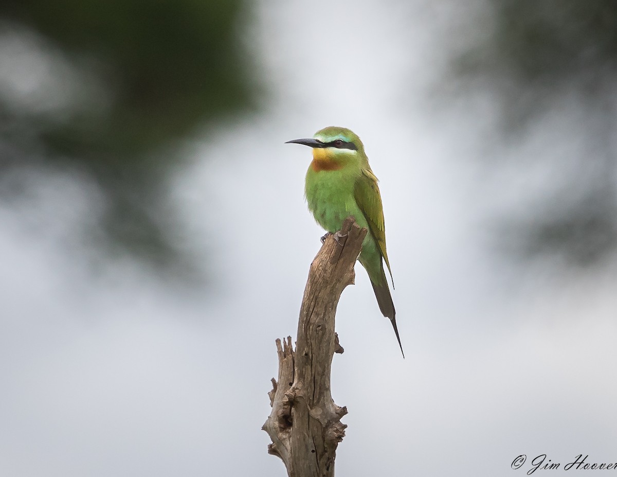 Blue-cheeked Bee-eater - ML100384661