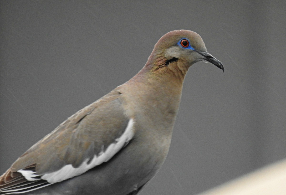 White-winged Dove - Joanne Muis Redwood
