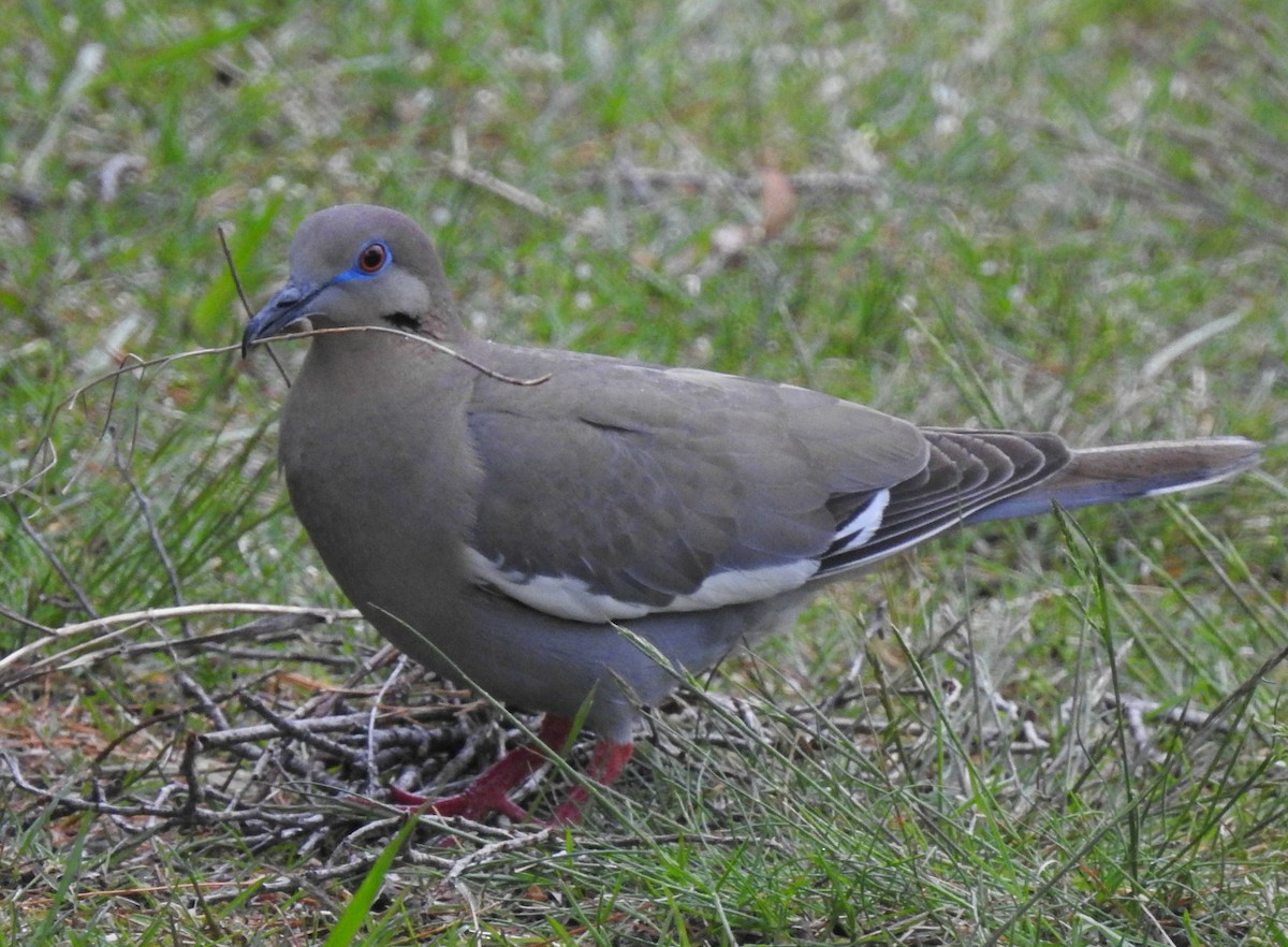 White-winged Dove - Joanne Muis Redwood