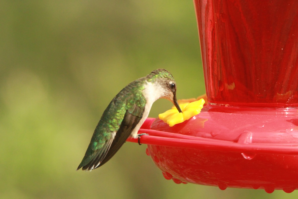 Ruby-throated Hummingbird - Paul Miller