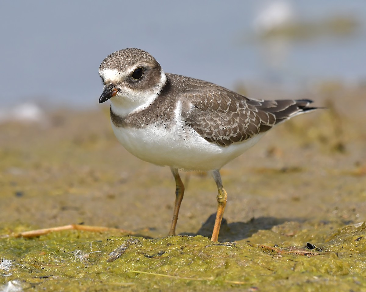 Semipalmated Plover - ML100386571