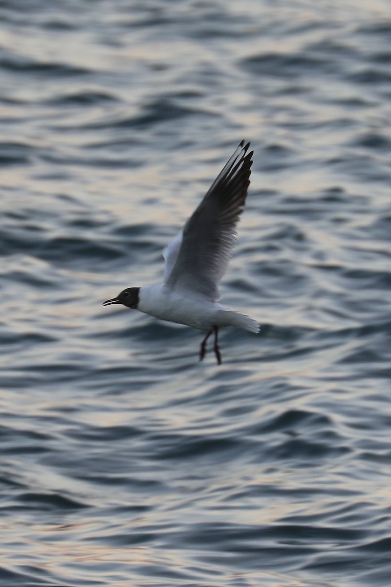 Mouette rieuse - ML100388491