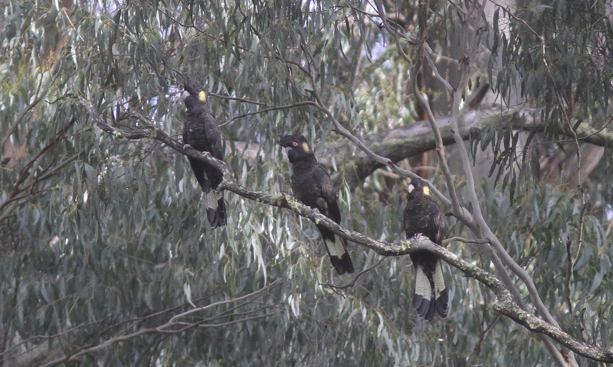 Yellow-tailed Black-Cockatoo - ML100389251