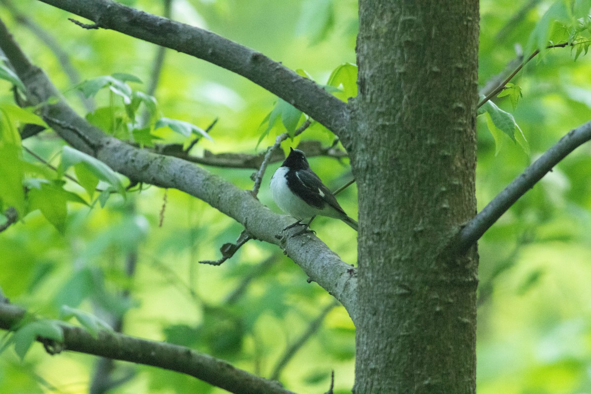 Black-throated Blue Warbler - Joshua Malbin