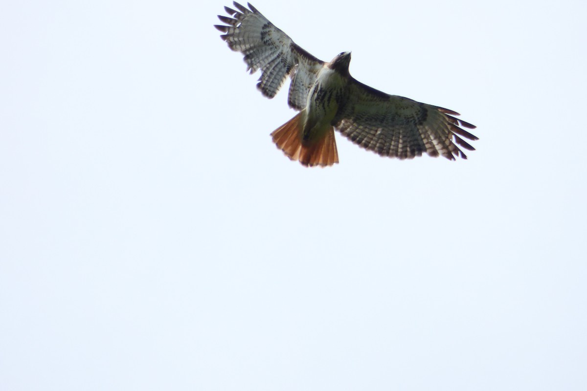 Red-tailed Hawk - Yves Limpalair