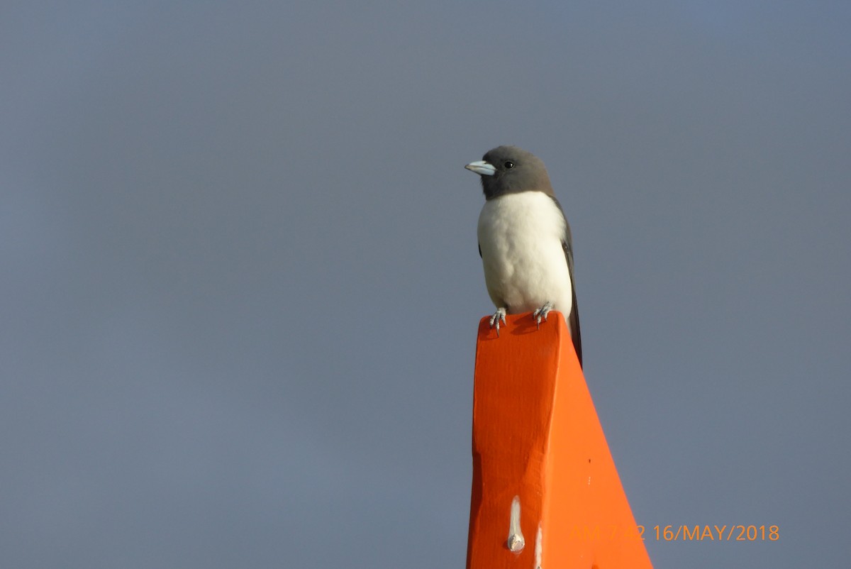 White-breasted Woodswallow - ML100402791