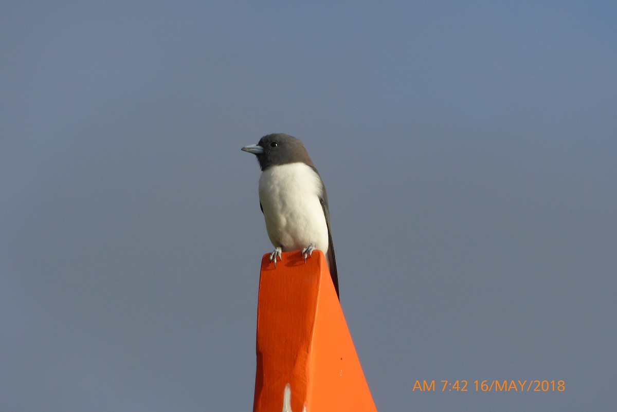 White-breasted Woodswallow - ML100402831
