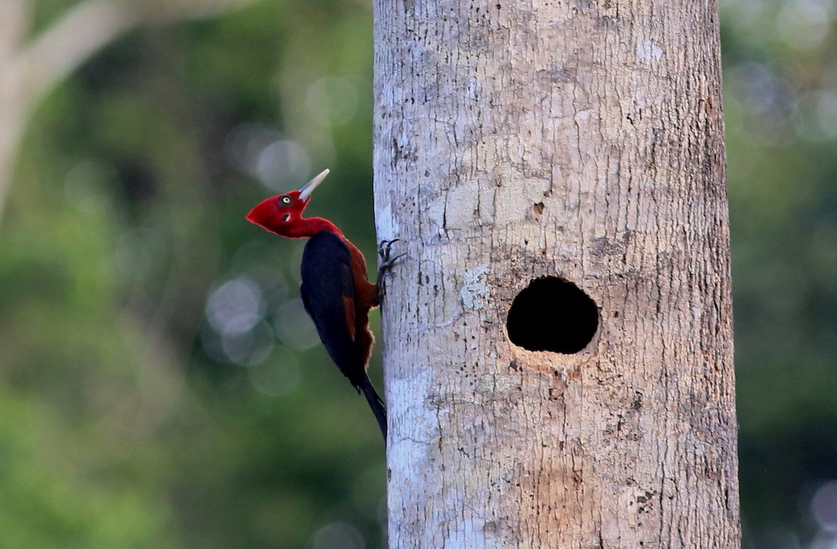 Red-necked Woodpecker - Rohan van Twest