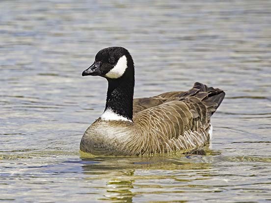 Cackling Goose (Aleutian) - Bill Hill