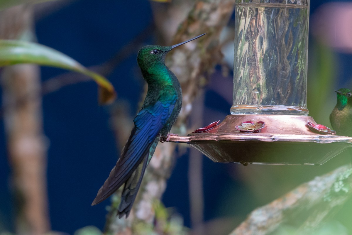 kolibřík modrokřídlý - ML100409781