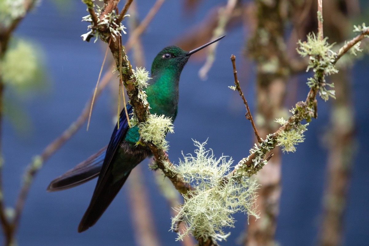 kolibřík modrokřídlý - ML100409811