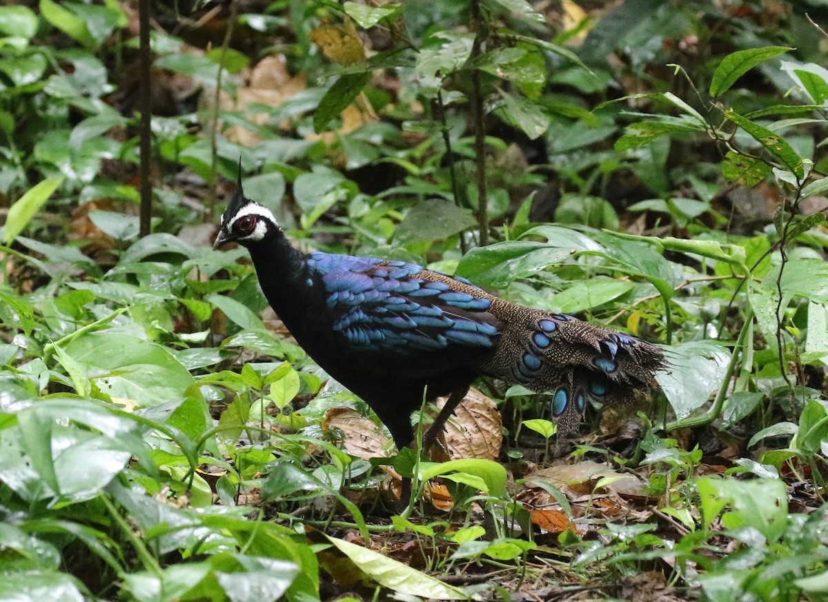 Palawan Peacock-Pheasant - ML100411831