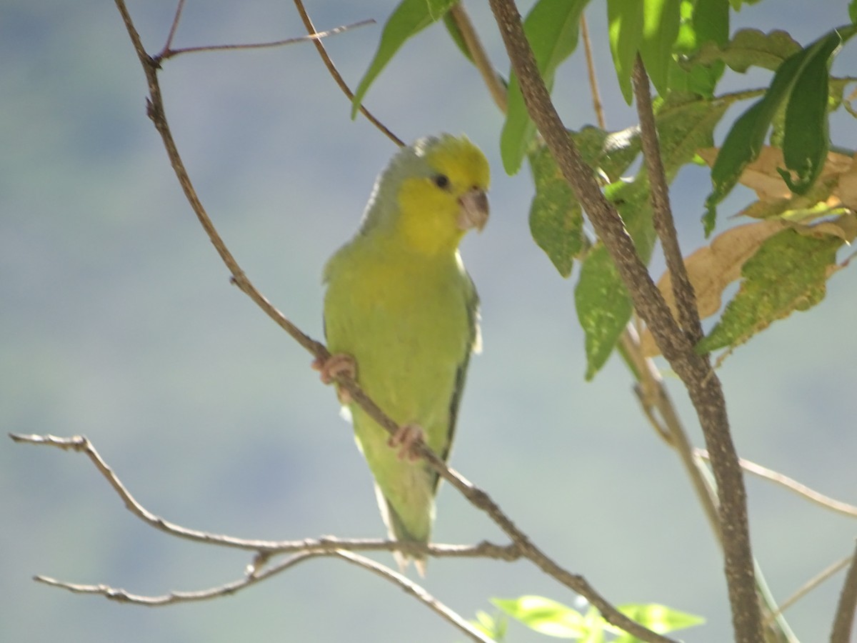 Папуга-горобець жовтощокий - ML100412361