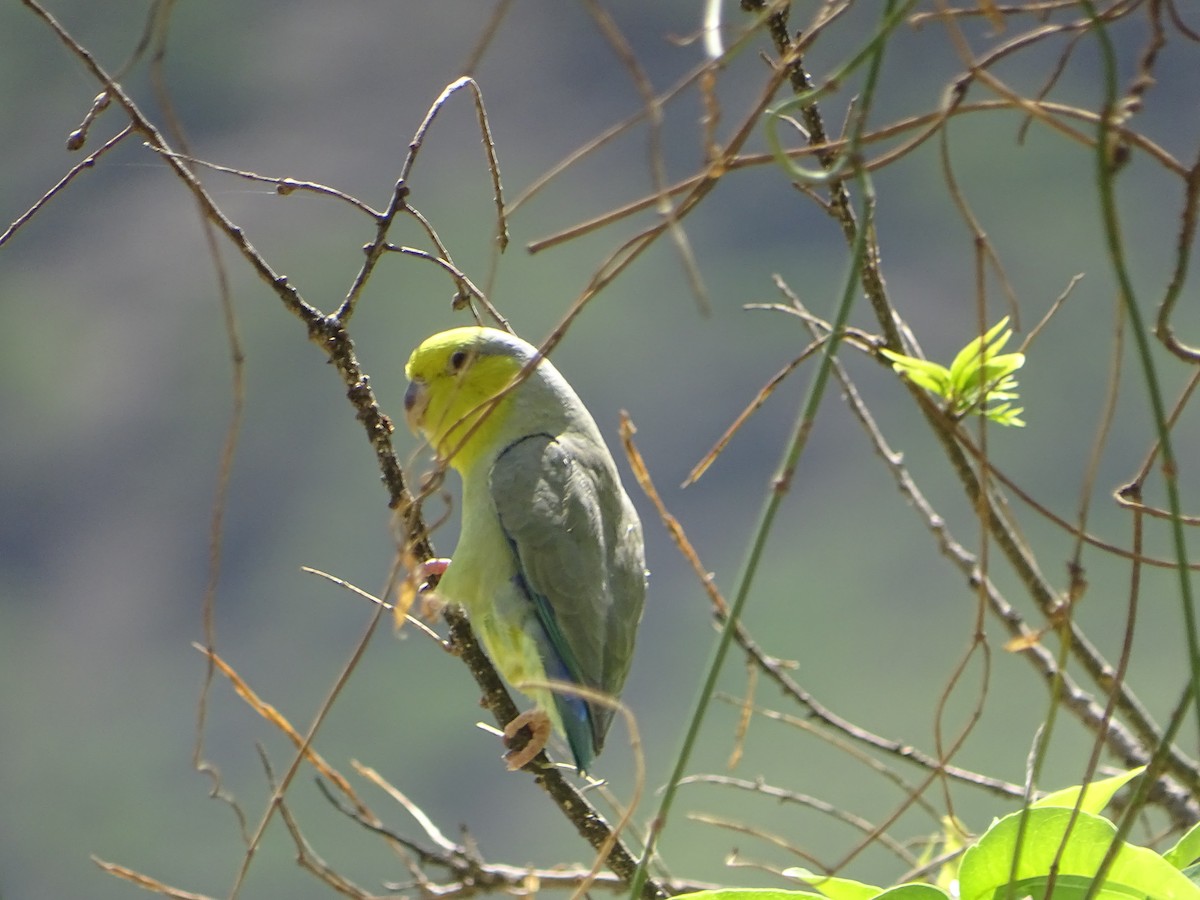Папуга-горобець жовтощокий - ML100412571