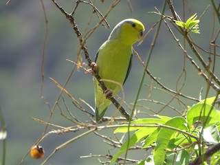  - Yellow-faced Parrotlet