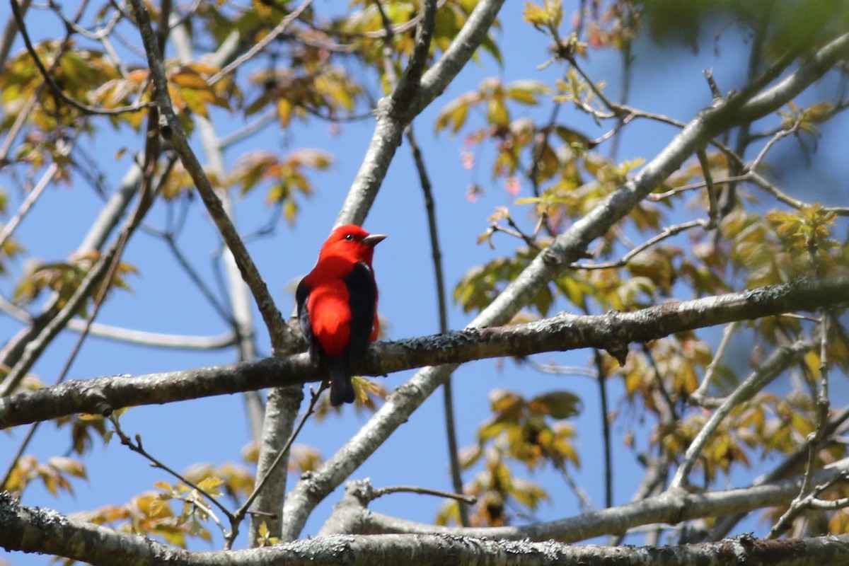 Scarlet Tanager - ML100417121