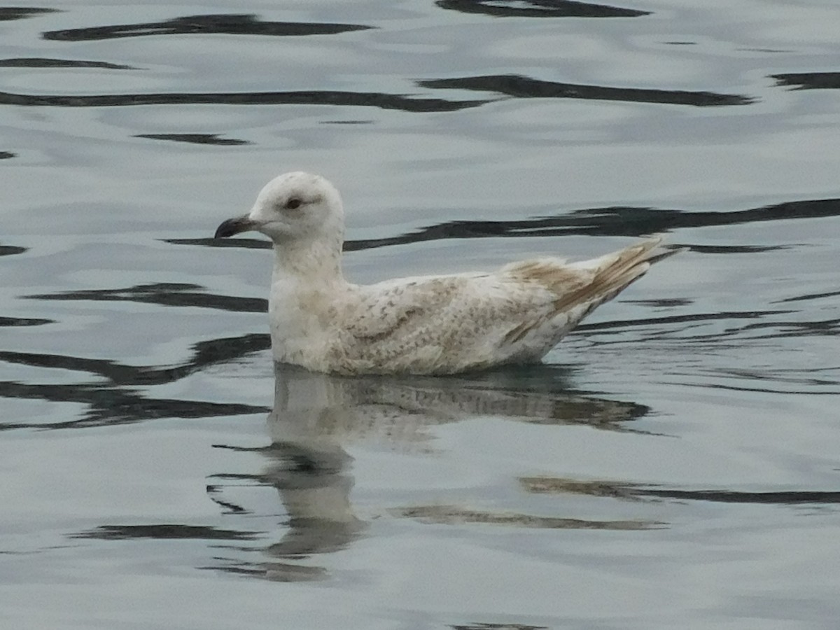 Iceland Gull (Thayer's) - Keith Bruce