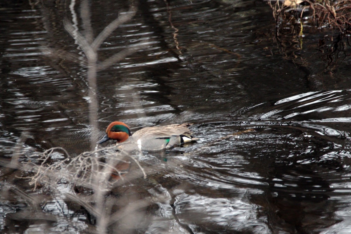 Green-winged Teal - ML100424641