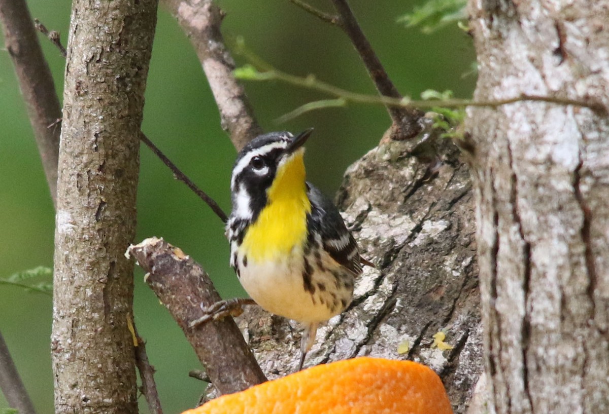 Yellow-throated Warbler - Tom Forwood JR