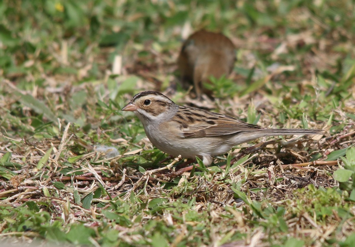 Clay-colored Sparrow - Tom Forwood JR