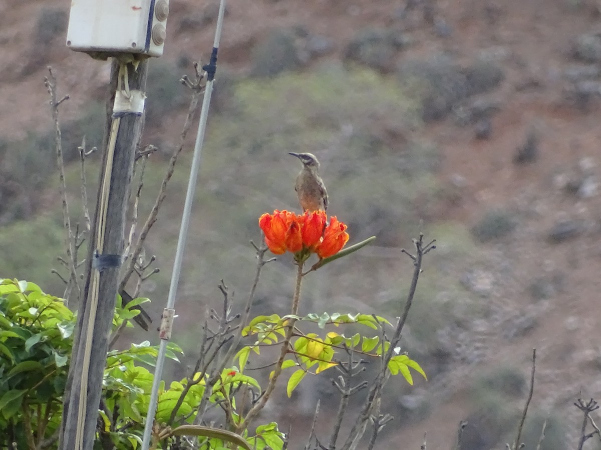 Long-tailed Mockingbird - José Calderón