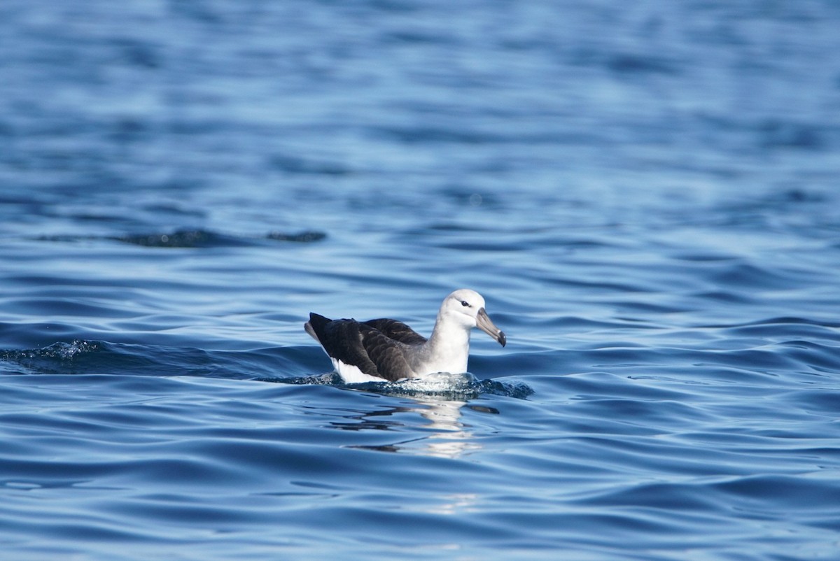 Black-browed Albatross - marcelo muñoz