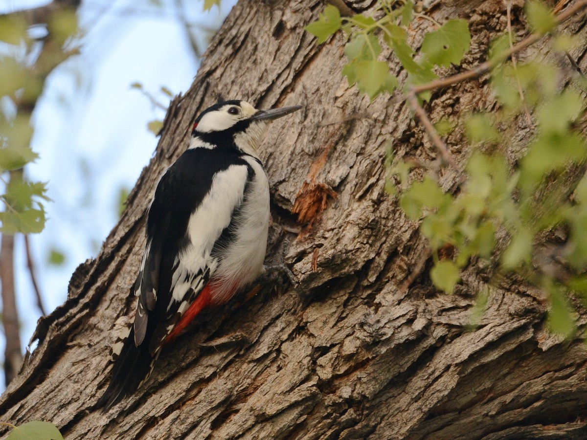 White-winged Woodpecker - Alan Van Norman