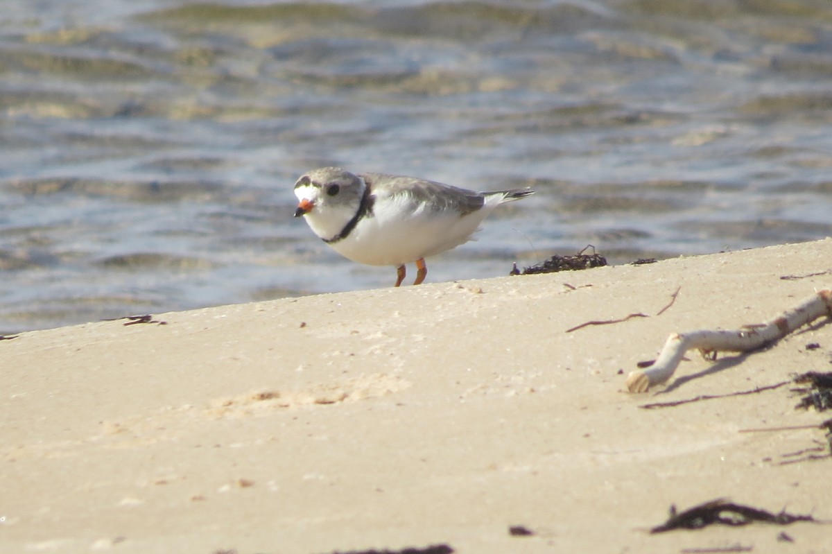 Piping Plover - ML100429691