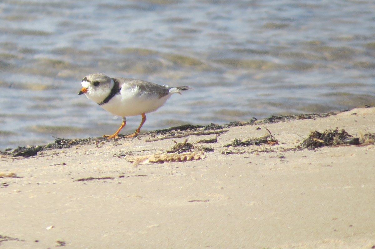 Piping Plover - ML100429791