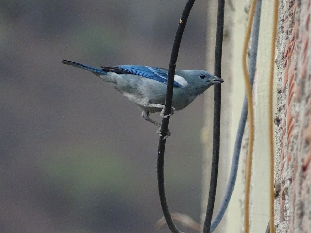 Blue-gray Tanager - ML100430611