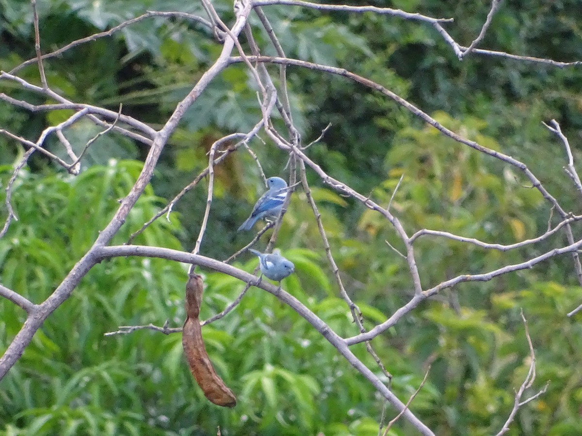 Blue-gray Tanager - ML100430681