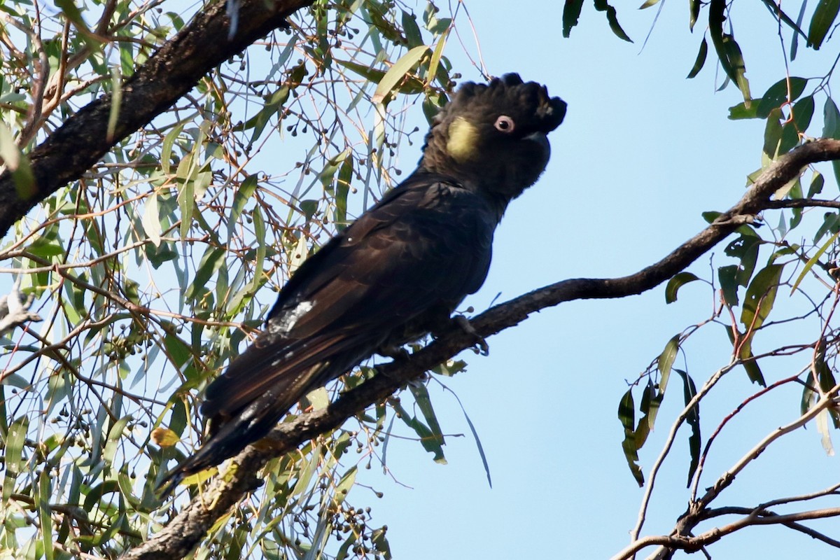 Yellow-tailed Black-Cockatoo - Bob Sinclair