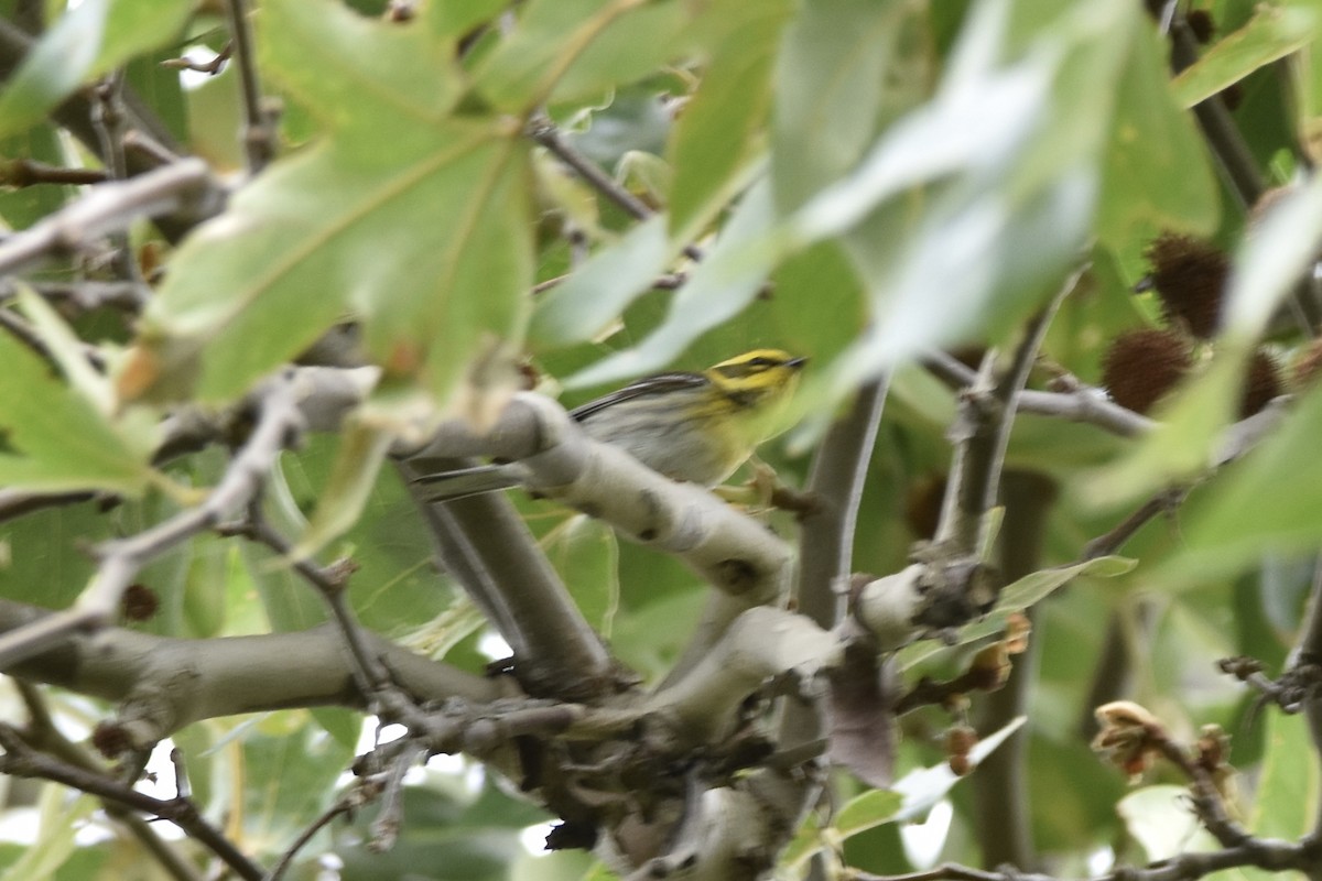 Townsend's Warbler - Too Fly